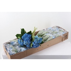 Hydr x10 Shocking Blue Select Box