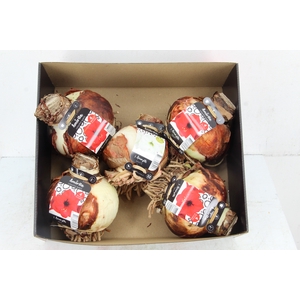 BOL HIPPEASTRUM MIX 36-38CM