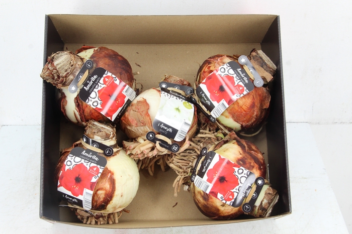 <h4>BOL HIPPEASTRUM MIX 36-38CM</h4>