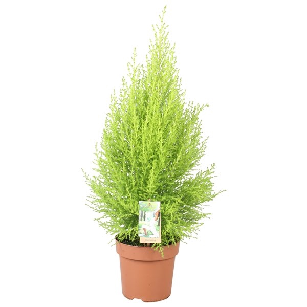 <h4>Cupressus Goldcrest Wilma - hoogte 90-100</h4>