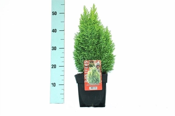 <h4>Chamaecyparis lawsoniana 'Ellwood's Gold' P17</h4>