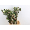 Chaenomeles Japonica Red P Stem