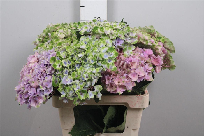 <h4>Hydr M Mag Amethyst</h4>