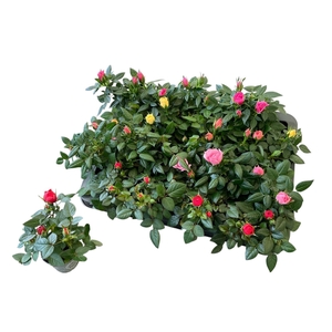 RO KORDANA GEM 4 SRT