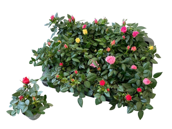 <h4>RO KORDANA GEM 4 SRT</h4>