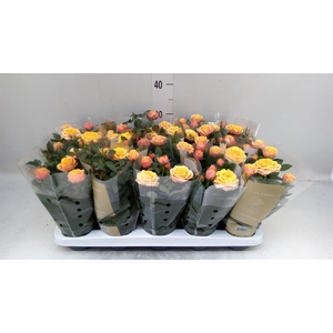 Rosa  'Firebird Kordana Grande'