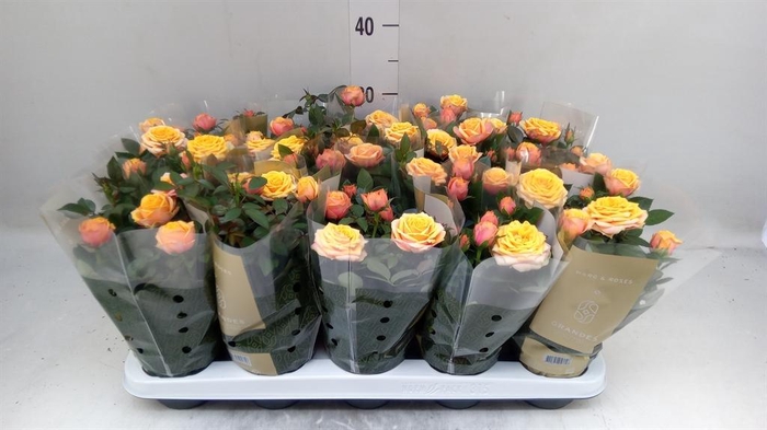 <h4>Rosa 'Firebird Kordana Grande'</h4>