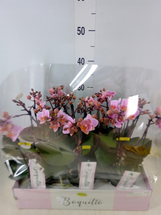 <h4>Phalaenopsis multi.   ...rose</h4>