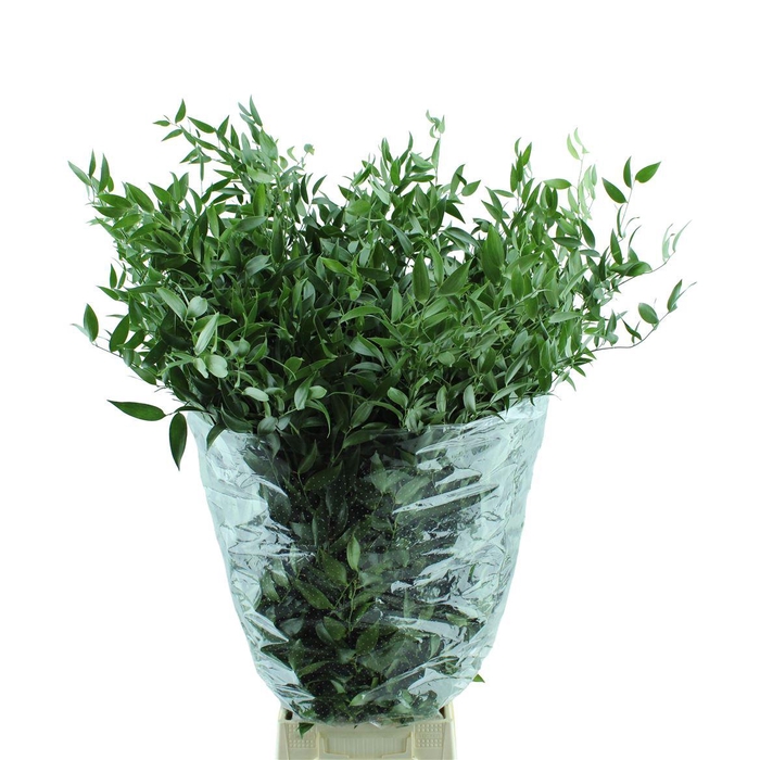 <h4>Ruscus</h4>