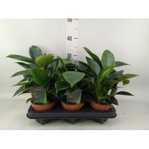 Philodendron  'Green Princess'