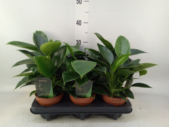 <h4>Philodendron  'Green Princess'</h4>