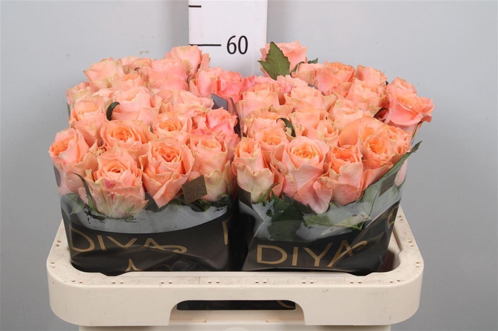 <h4>R Gr Charming Reeva</h4>