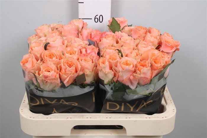 <h4>R Gr Charming Reeva</h4>