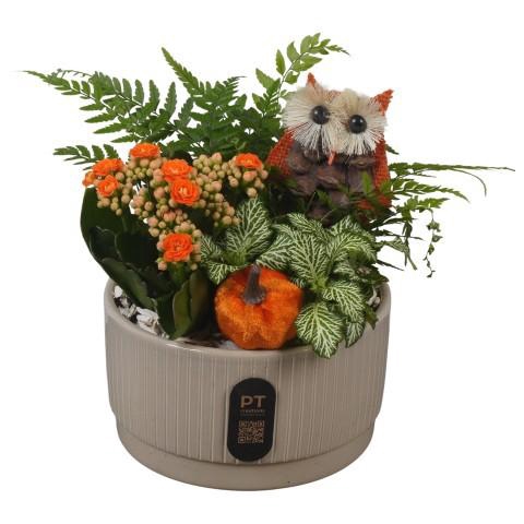 <h4>PTHI3205 Arrangement Autumn Indoor in keramiek schaal</h4>