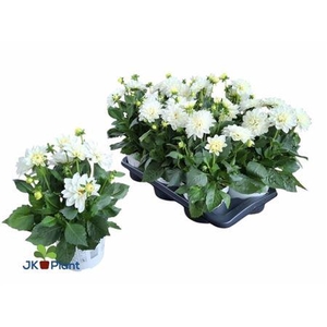 Dahlia Miscellaneous Grp Dahlinova Hypnotica White