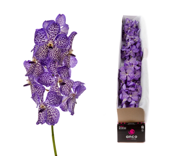 <h4>Vanda Violet Ink</h4>