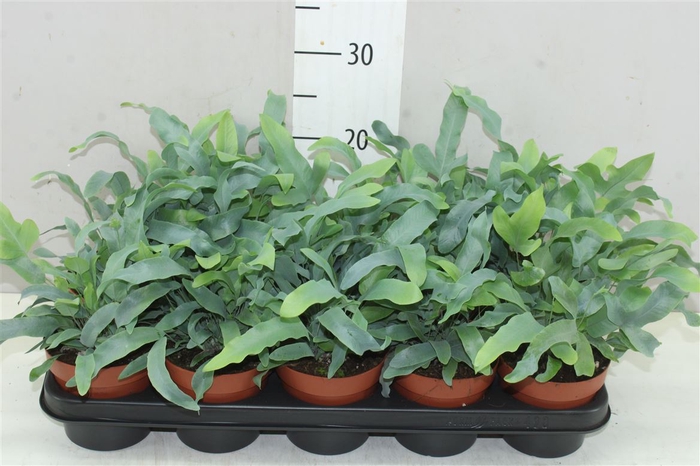 Phlebodium Aureum Blue Star