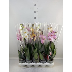 Phalaenopsis   ...mix