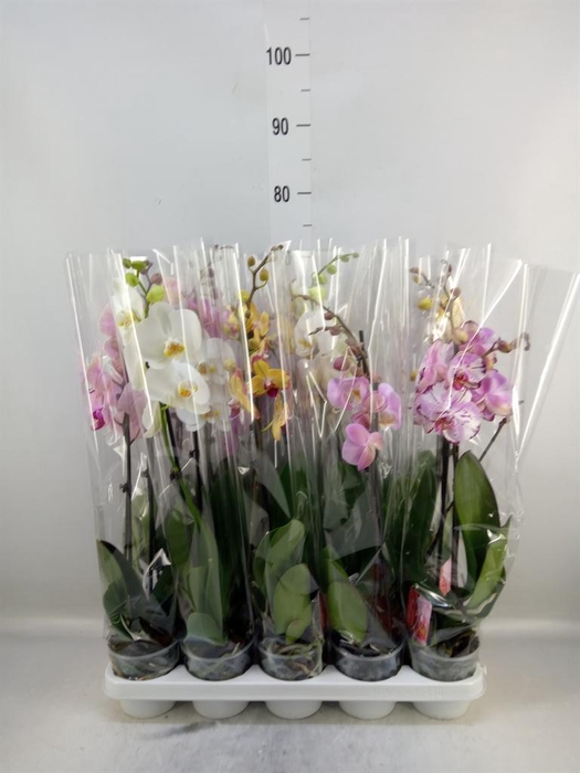 <h4>Phalaenopsis   ...mix</h4>