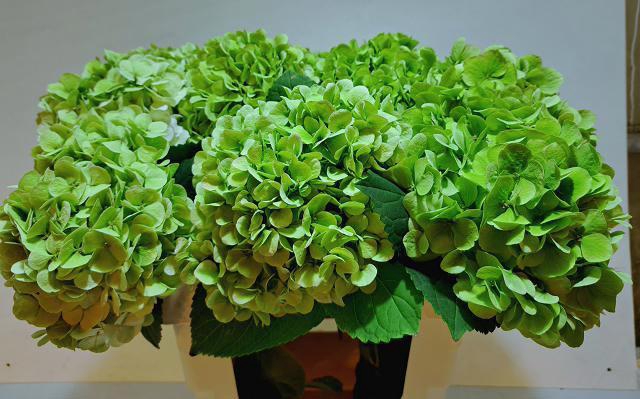 <h4>HYDR M IVOOR CL</h4>