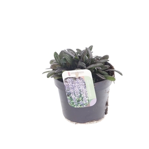 Ajuga reptans Chocolate Chips