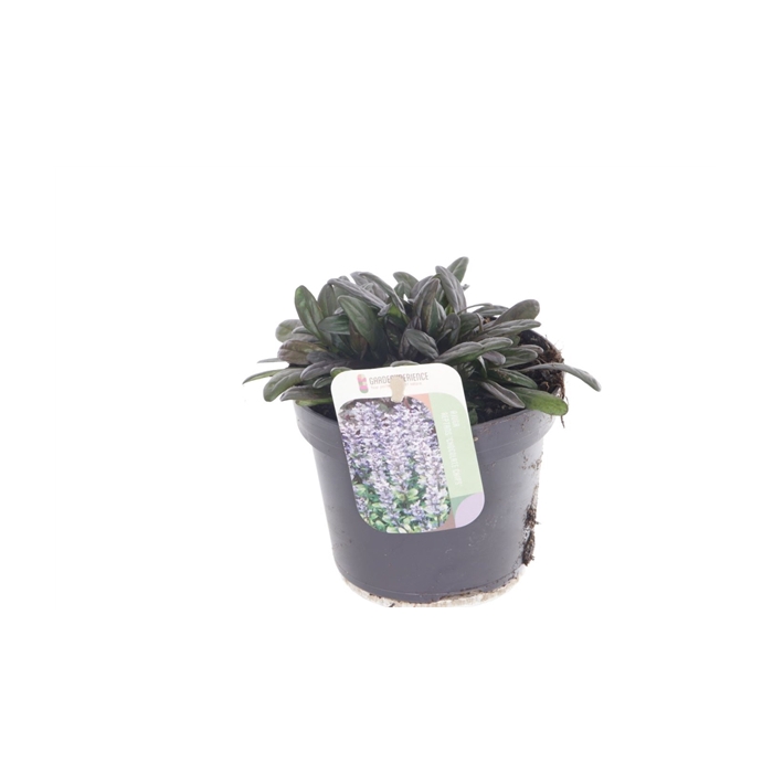 <h4>Ajuga reptans Chocolate Chips</h4>