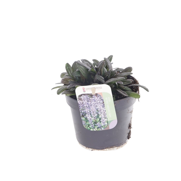 Ajuga reptans Chocolate Chips