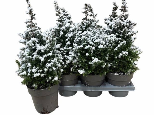 <h4>CHAM TH TOP POINT</h4>