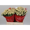 Hypericum Cool Romance
