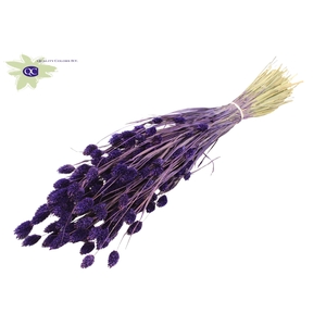 Phalaris per bunch Purple