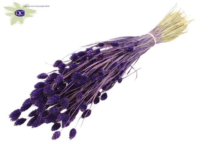 Phalaris per bunch Purple