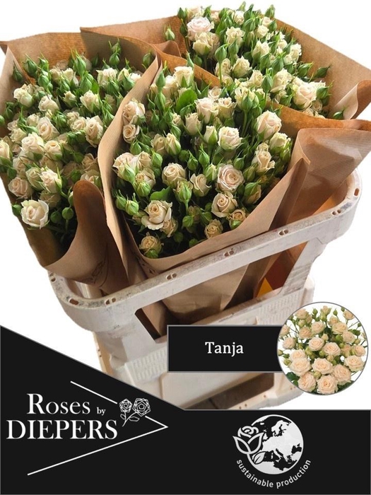 <h4>R TR TANJA</h4>