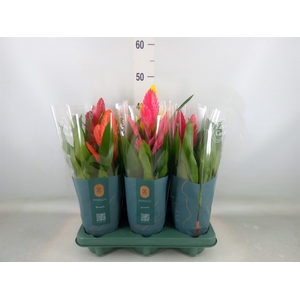 Vriesea   ...mix