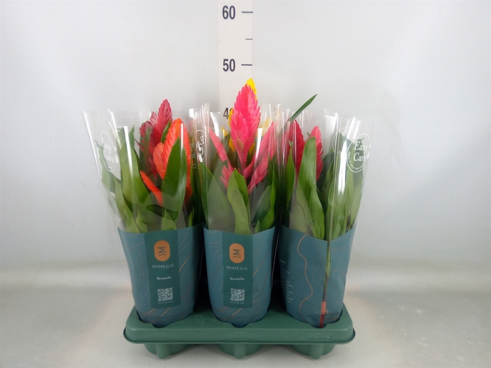 <h4>Vriesea   ...mix</h4>