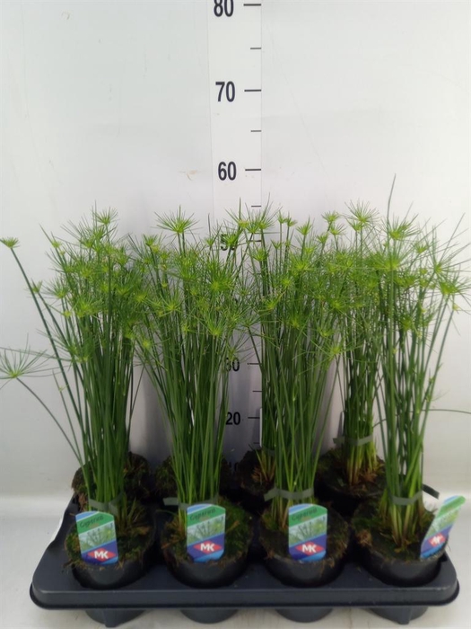 <h4>Cyperus haspan</h4>