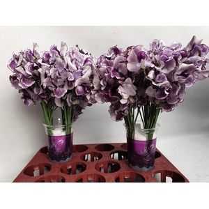 Lathyrus Blue Wedding