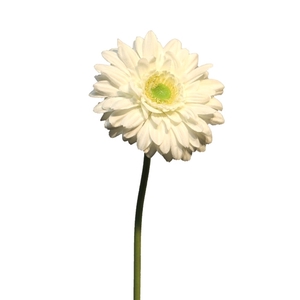 Gerbera nice cream 48cm