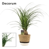 Beaucarnea bol 12 cm in Hanoi mand wit(Deco-collection)