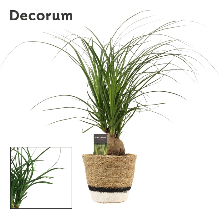 Beaucarnea bol 12 cm in Hanoi mand wit(Deco-collection)