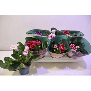 arr8 Sinn Brocade Gem