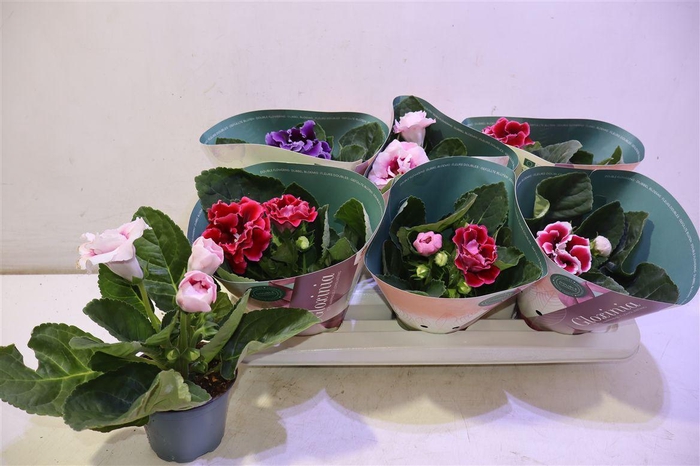 <h4>arr8 Sinn Brocade Gem</h4>