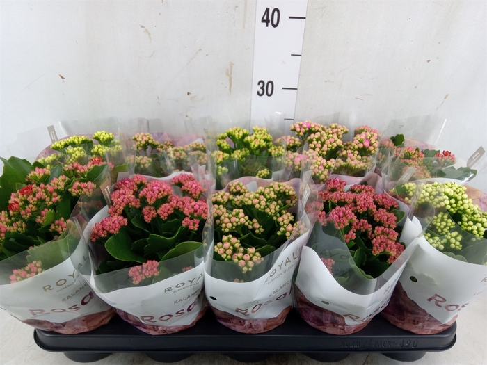 <h4>Kalanchoe blos. 'RoyalDon'   ..mix</h4>