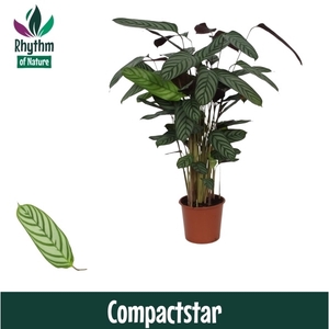 Calathea 17cm Compactstar Rhythm of Nature (Ctenanhte)