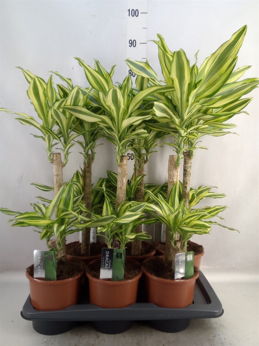 <h4>Dracaena frag. 'Yellow Coast'</h4>