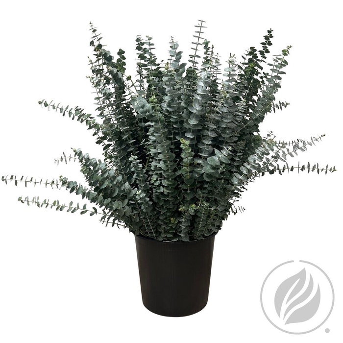 <h4>Euca Baby Blue 300gr</h4>