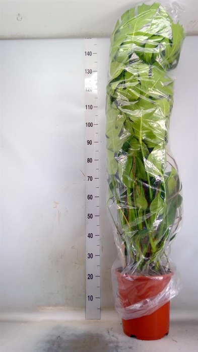 <h4>Monstera delic.</h4>