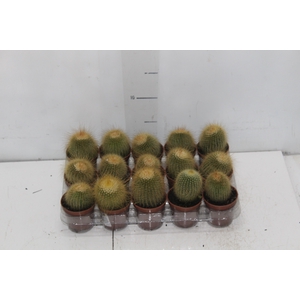 CACTUS PARODIA LENINGHAUSII P06