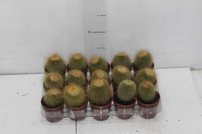 <h4>CACTUS PARODIA LENINGHAUSII P06</h4>