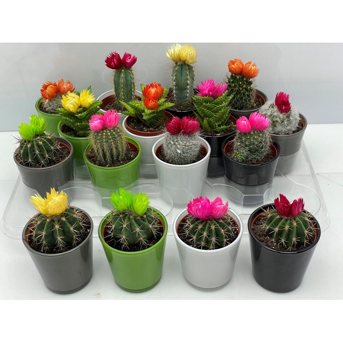 <h4>CACTUS VERSIERD</h4>