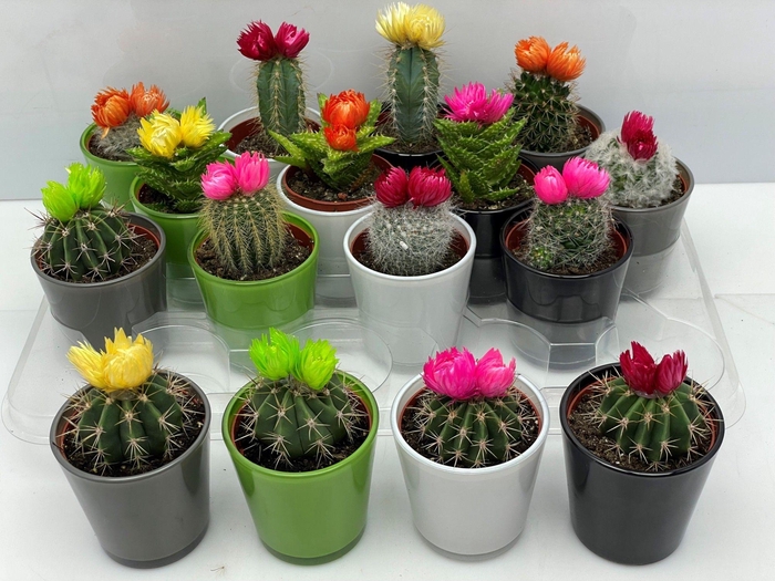 CACTUS VERSIERD